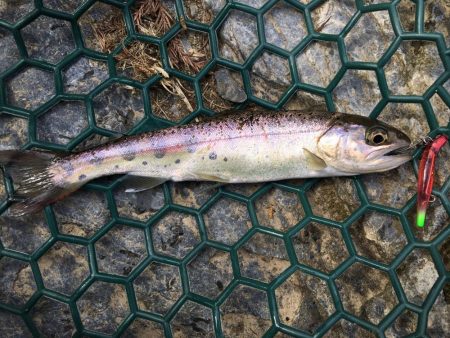 朽木渓流魚センタールアーフィールド